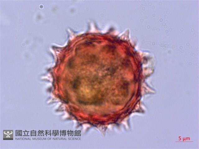 Accession Number:S053828 Collection Image, Figure 3, Total 5 Figures