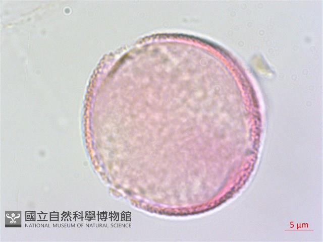 夏菫藏品圖，第2張