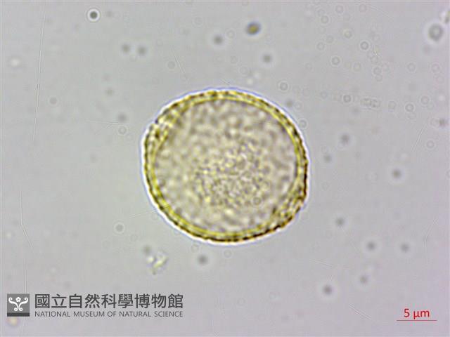 山黃麻藏品圖，第2張