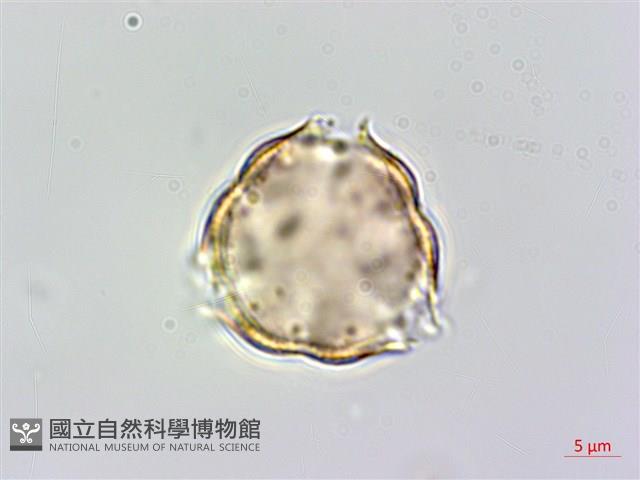 Heliotrope Ehretia Collection Image, Figure 2, Total 5 Figures