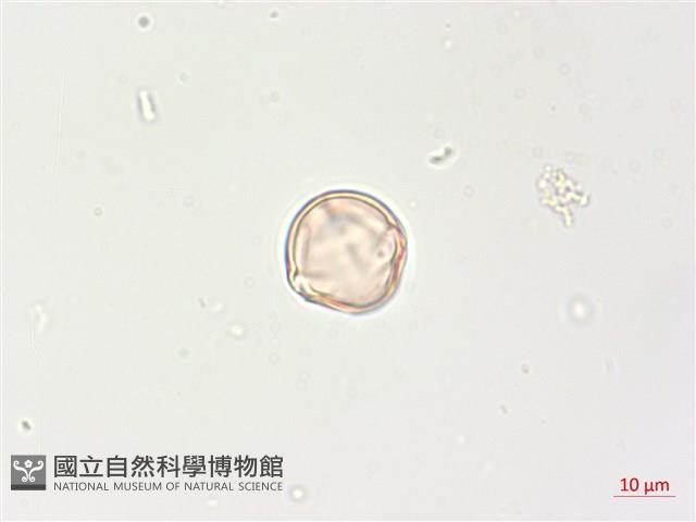 羊不食、毛茄藏品圖，第3張