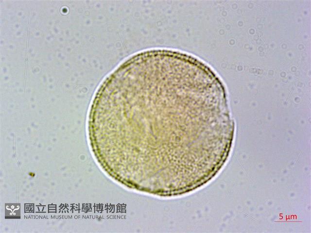 冠蕊木藏品圖，第2張