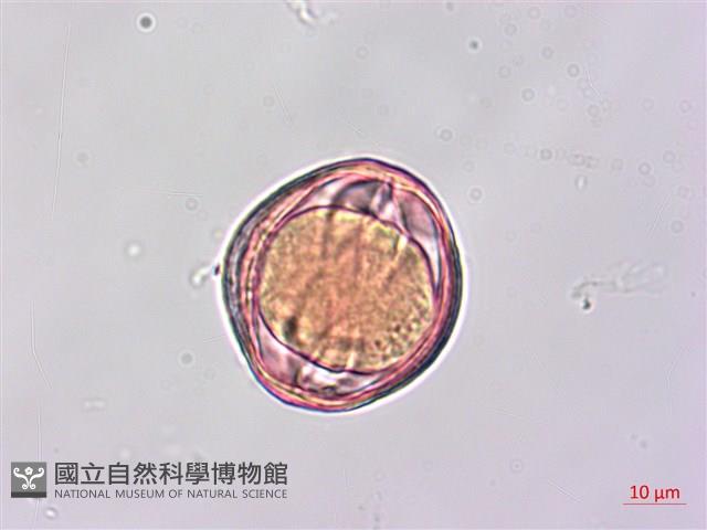 蘭嶼馬蹄花藏品圖，第3張