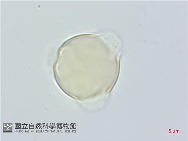 紅淡比藏品圖，第2張