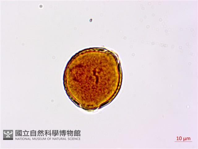 小葉括根藏品圖，第2張