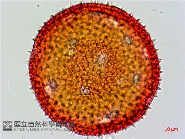 縮葉黃細心藏品圖，第2張