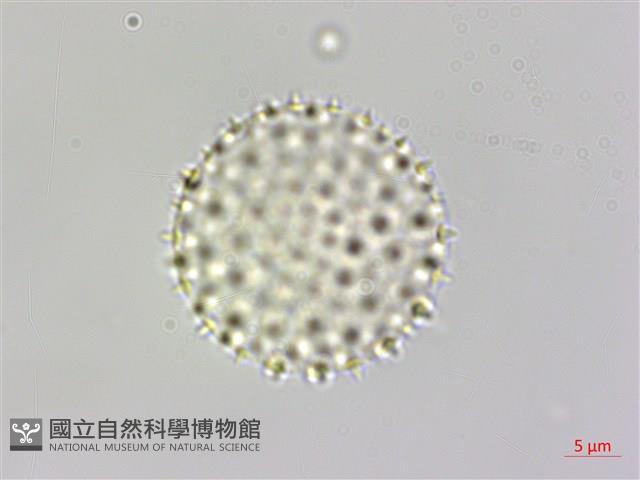 山胡椒藏品圖，第3張