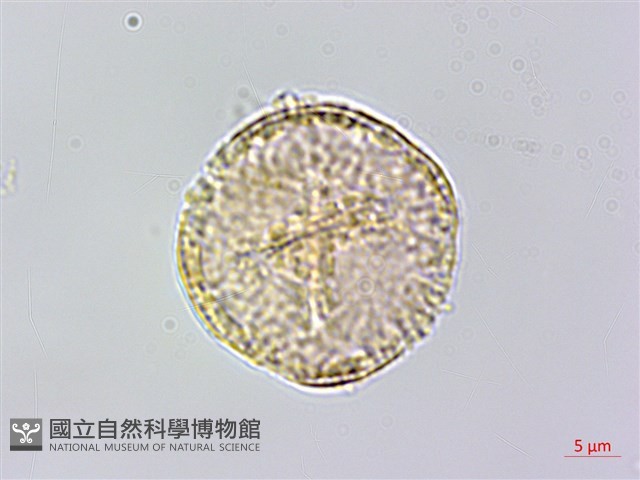 串鼻龍藏品圖，第3張