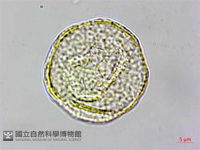 高山鐵線蓮藏品圖，第2張
