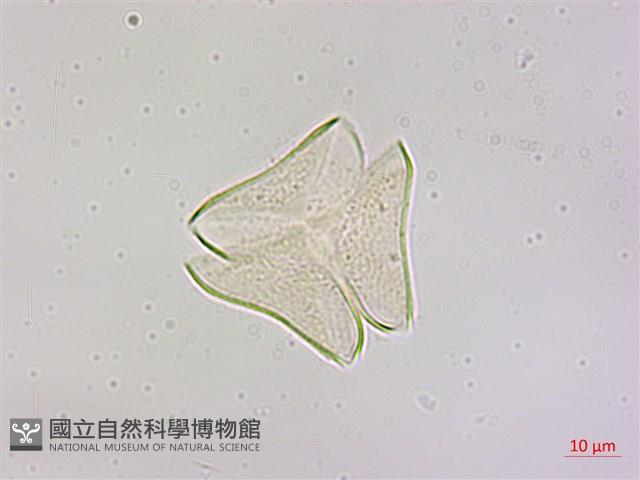 大葉桑寄生藏品圖，第2張