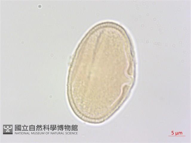 翼莖水芹菜藏品圖，第2張