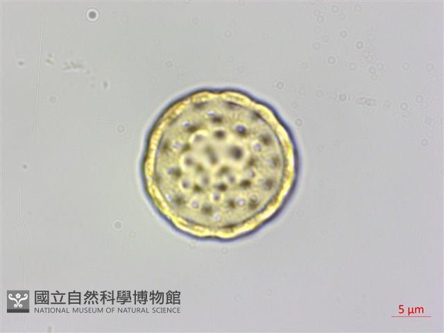 臭杏、土荊芥藏品圖，第3張