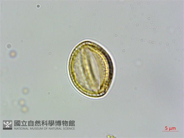 大肚山威靈仙藏品圖，第3張