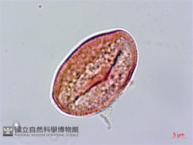 登錄號:S096318藏品圖，第2張