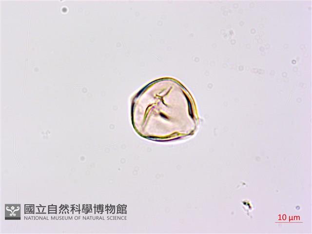 臺灣灰毛豆藏品圖，第3張