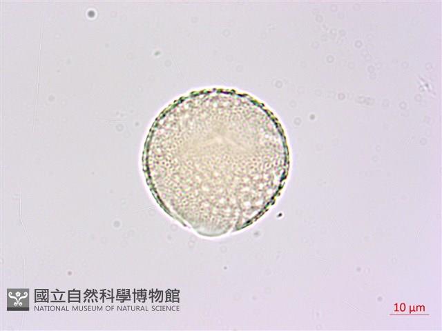 臺灣常春藤藏品圖，第3張