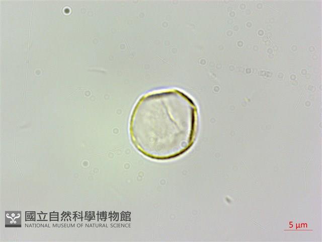 珠芽桑葉麻藏品圖，第2張