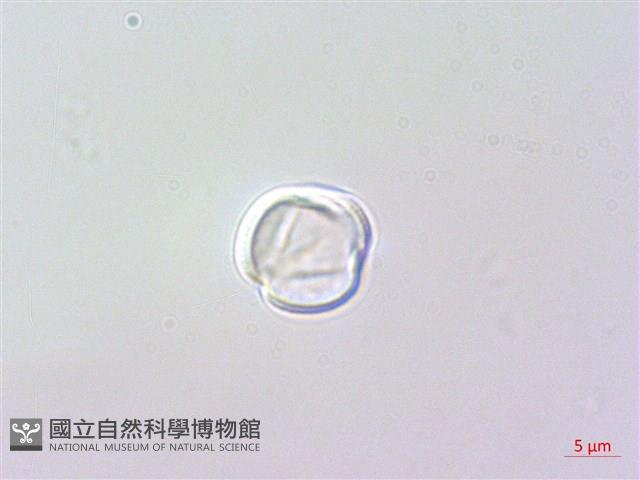 野甘草、甜珠子草藏品圖，第2張