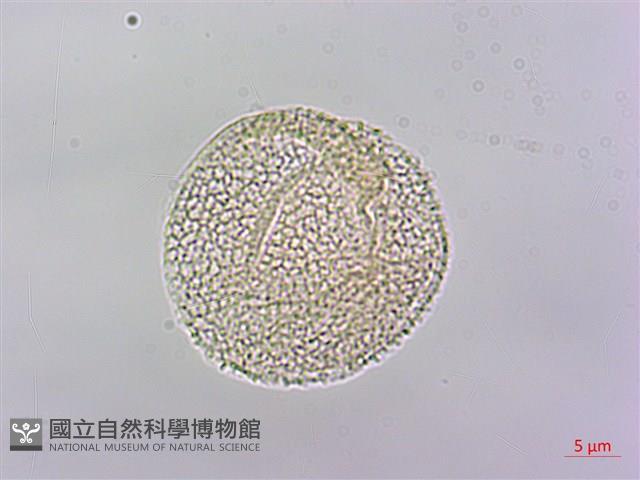 黃花鼠尾草藏品圖，第2張