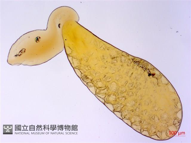 尖尾鳳、馬利筋藏品圖，第3張