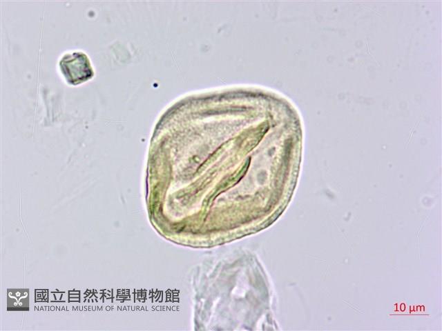 柳葉山茶藏品圖，第3張