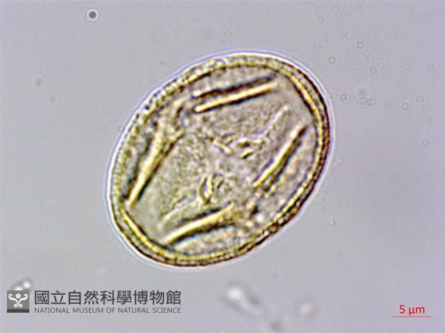 光葉薔薇藏品圖，第2張