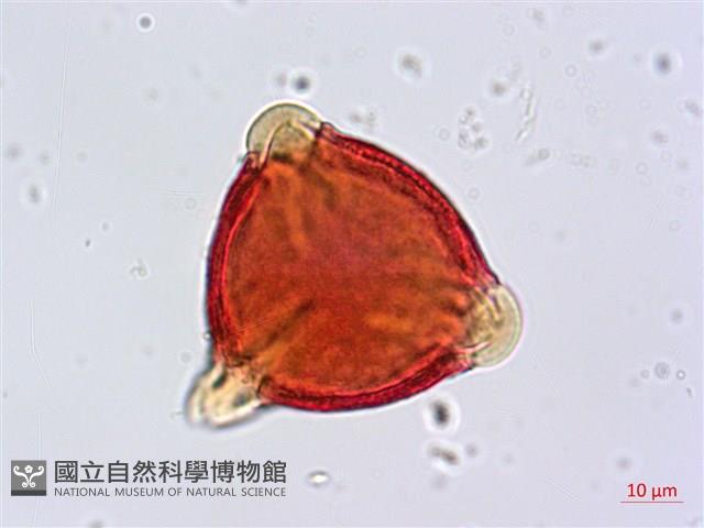 瓊崖海棠、胡桐藏品圖，第2張