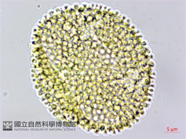 白樹仔藏品圖，第2張