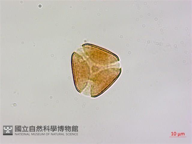 椆樹桑寄生, 大葉榿寄生藏品圖，第2張