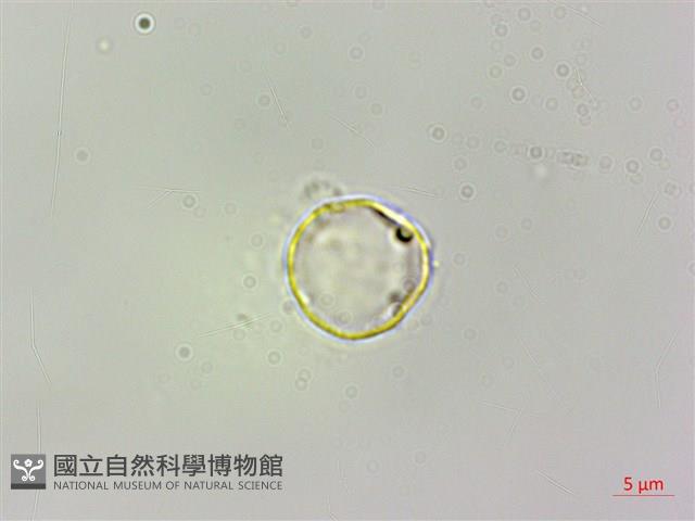 華中艾麻藏品圖，第2張