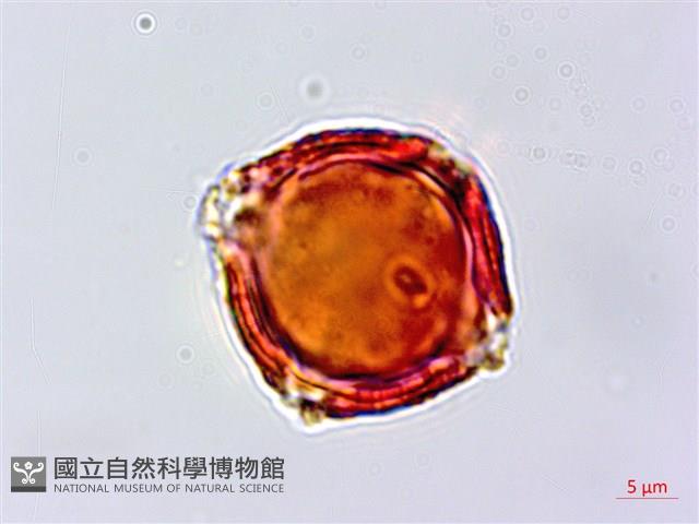 假鐵莧藏品圖，第3張