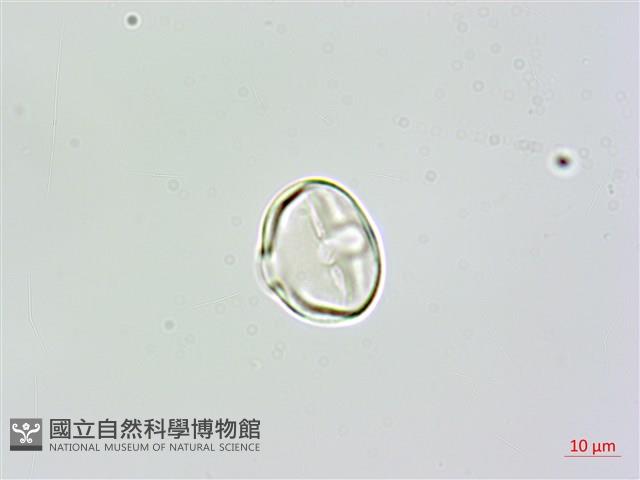 草木樨藏品圖，第2張