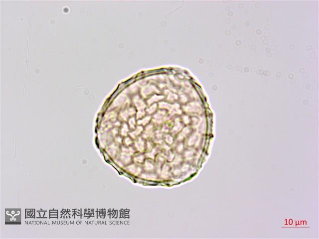 曲毛豇豆藏品圖，第3張