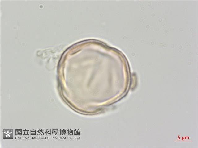 登錄號:S137958藏品圖，第2張