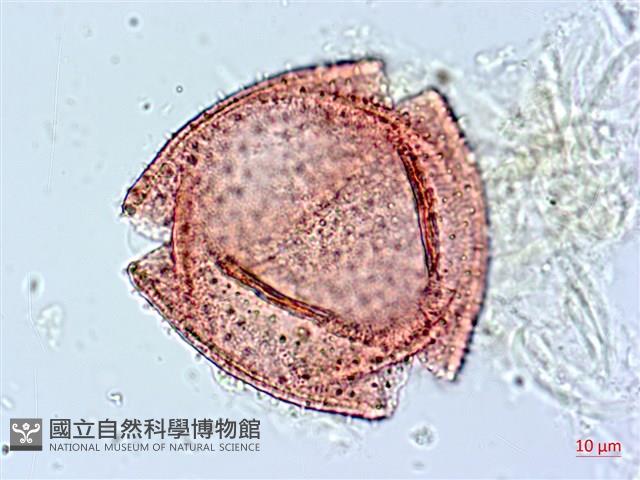 阿里山忍冬、漸尖葉忍冬藏品圖，第2張