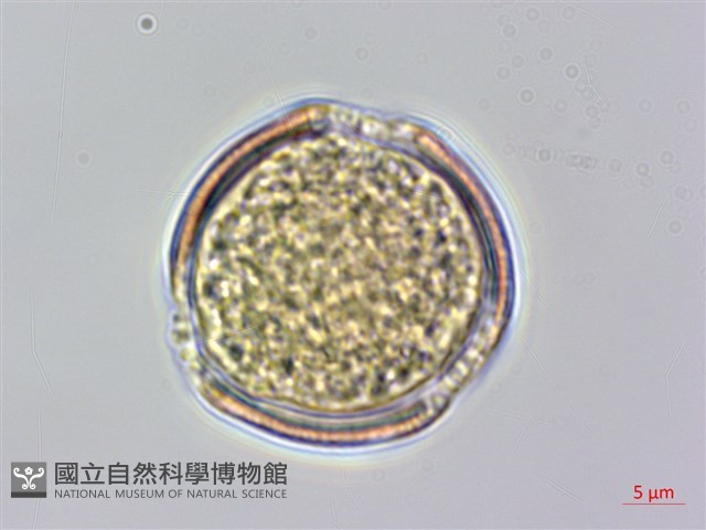 小木通藏品圖，第2張