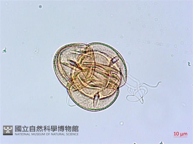 細葉杜鵑、南湖杜鵑、志佳陽杜鵑藏品圖，第3張