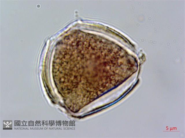 赤楊葉藏品圖，第2張
