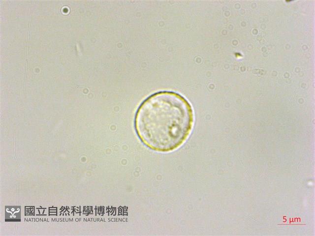 水麻藏品圖，第2張