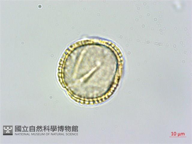 小葉木犀, 厚邊木犀藏品圖，第2張