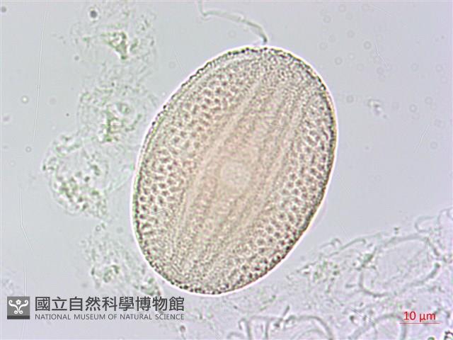 六角英, 槍刀菜藏品圖，第3張