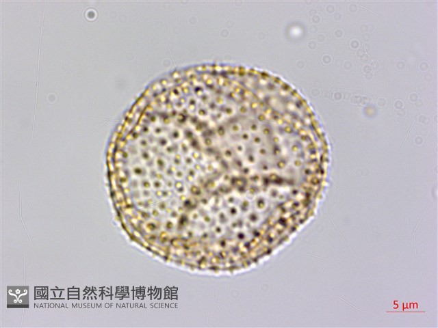 大香葉樹藏品圖，第2張