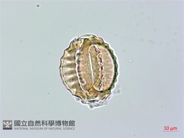 長毛遠志藏品圖，第2張