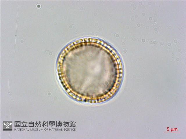 大葉木犀藏品圖，第3張