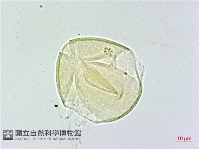 米碎柃木藏品圖，第2張