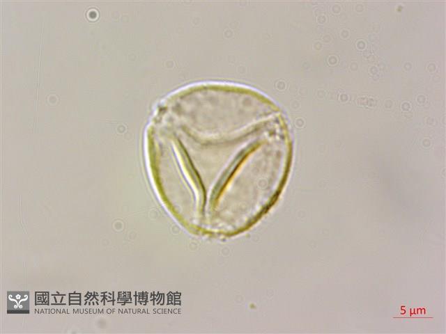 小花山茉莉藏品圖，第2張