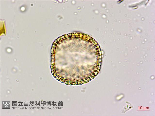 蘭嶼山檳榔、山檳榔藏品圖，第3張