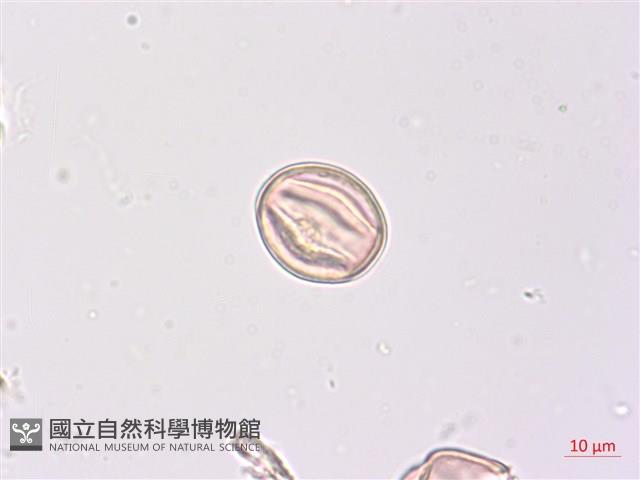 煙草藏品圖，第2張