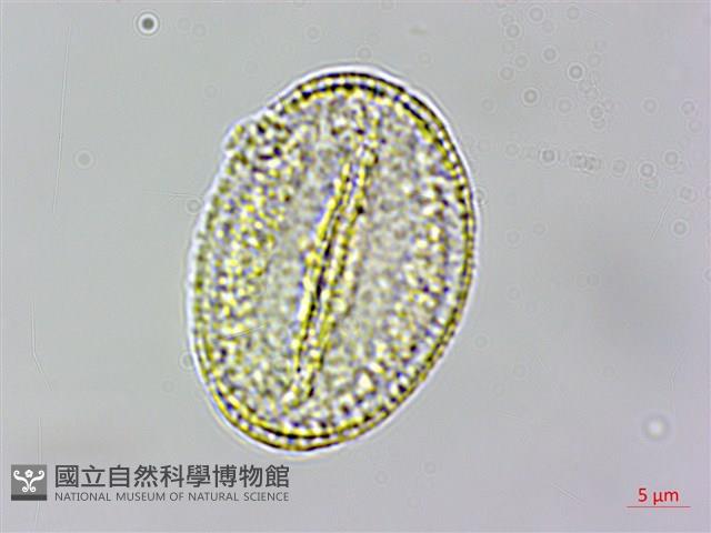 串鼻龍藏品圖，第3張