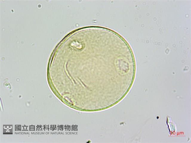 登錄號:S109598藏品圖，第3張